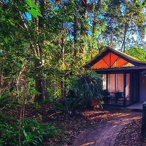 Rainforest Byron Bay